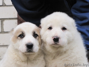 Щенки алабая (среднеазиатская овчарка,  волкодав)