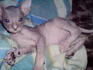 Котята породы донской сфинкс - Изображение #2, Объявление #571970