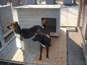 3 Собаки ищут один дом - Изображение #1, Объявление #735250