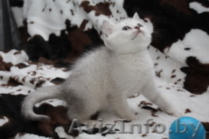 Британские  котята шиншилла-серебро от производителя из Снежного Барса - Изображение #1, Объявление #543235