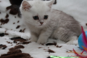 Британские  котята шиншилла-серебро от производителя из Снежного Барса - Изображение #4, Объявление #543235