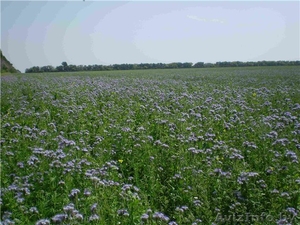 Семена фацелии травы-медоноса