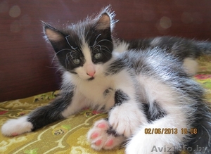 Дарю очаровательных котят, приученных к лотку - Изображение #2, Объявление #910369