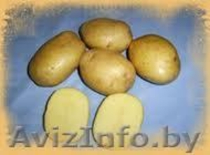 продам картофель, Витебск - Изображение #1, Объявление #934432