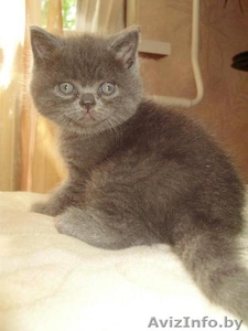 Голубые британские котята - Изображение #1, Объявление #940988