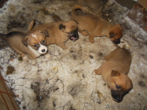 щенки смесь бельгийской овчарки и сибирской лайки