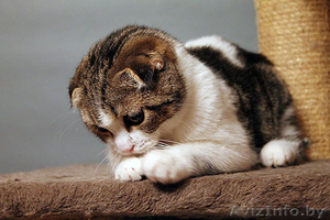 шотландский вислоухий котенок - Изображение #3, Объявление #1004974
