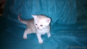 британские короткошерстные котята окраса "вискас" - Изображение #2, Объявление #1016642