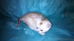 британские короткошерстные котята окраса "вискас" - Изображение #4, Объявление #1016642