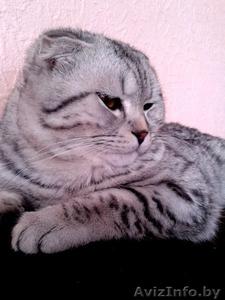 Шотландский вислоухий кот  окраса Вискас приглашает подругу в гости. - Изображение #5, Объявление #1027433