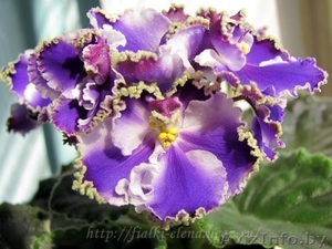 Фиалки сортовые детки