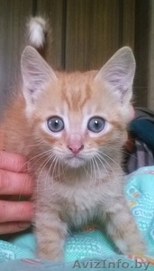 Отдам котёнка-мальчика в хорошие руки!