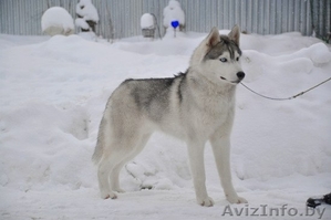 Серо-белый кобель Хаски для вязки