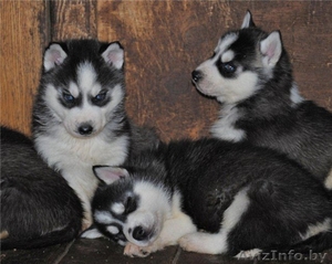 СРОЧНО! щенков Сибирский Хаски 