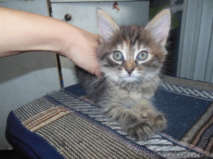 полосаты котята в дар.