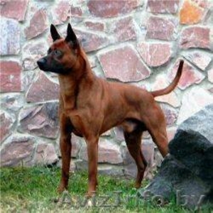 Щенки Тайский Риджбек