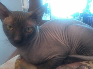 Кот сфинкса на вязку!