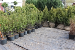 Декоративные растения для озеленения и ландшафтного дизайна