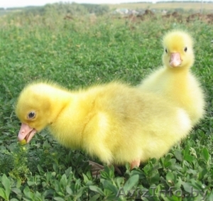 Продам гусят в Минске