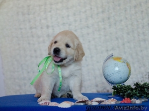 Малыши золотистого ретривера