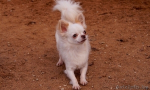 Чихуахуа длинношерстный