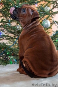 Тайский Риджбек Щенки Питомник