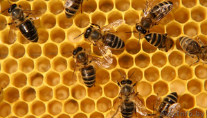 деревянные или пластиковые рабочие ульи и корпуса. перезимовавших пчёл - Изображение #1, Объявление #1376663
