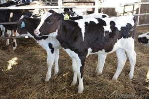 Закупаем Быки 100-200 кг.