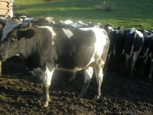 Закупаем Быки 300-400 кг.