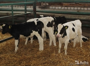 Закупаем Бычки до 100 кг.