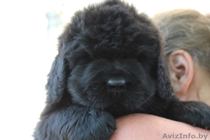 Ньюфаундленда щенки питомник Majestic Goodsoul