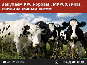 Закупаем Быков, Коров, Свиней живым весом. - Изображение #1, Объявление #1480144