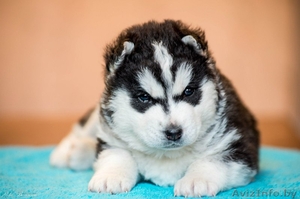 Девочки и мальчики щенки хаски всех окрасов