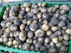 Картофель молодой (некондиция) на корм животным. 0, 15 р/кг