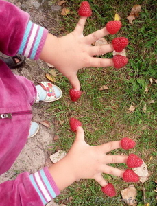 Малина садовая с доставкой на дом - 3, 5 р/кг