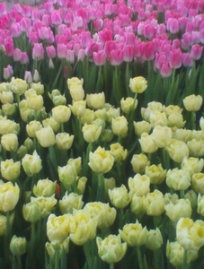Тюльпаны на День влюбленных - Изображение #4, Объявление #1646849
