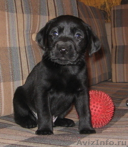 щенки лабрадора черные