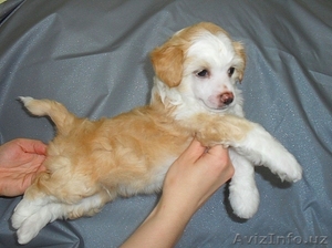  китайская хохлатая собака  http://aldariy.interesno.by/