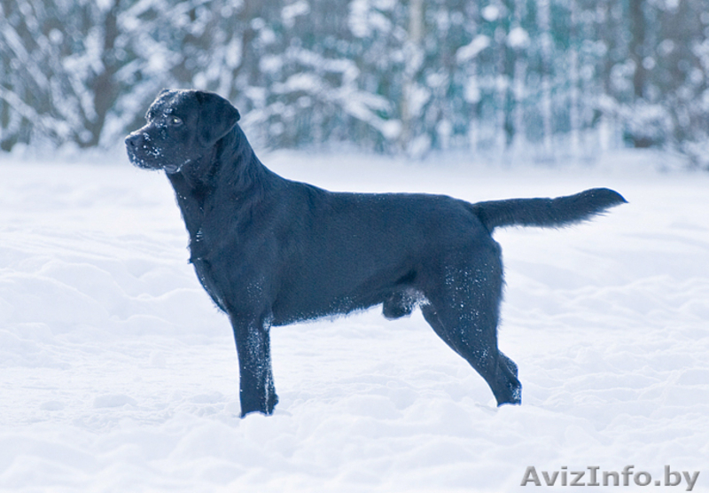 Щенки лабрадора ретривера черного окраса - Изображение #1, Объявление #18085