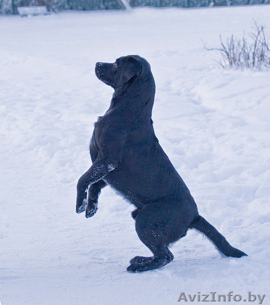 Щенки лабрадора ретривера черного окраса - Изображение #3, Объявление #18085
