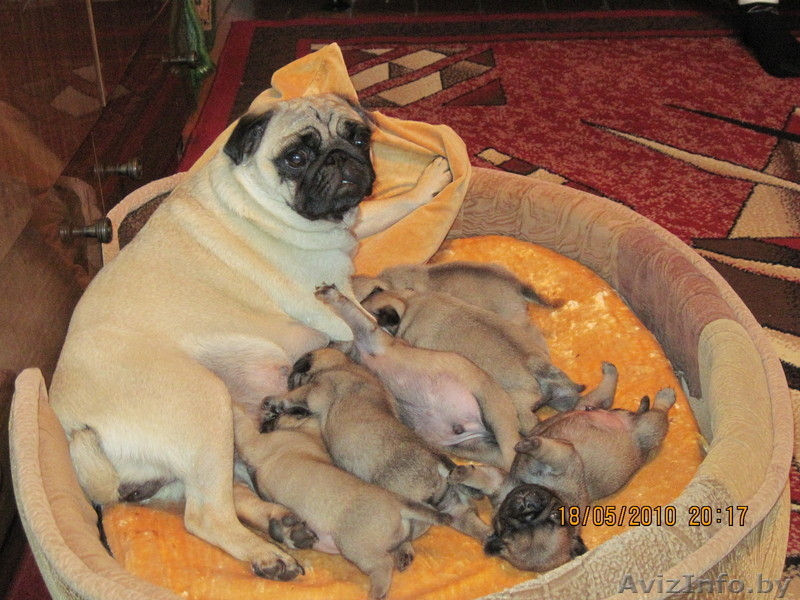 щенки породы мопс - Изображение #1, Объявление #34299