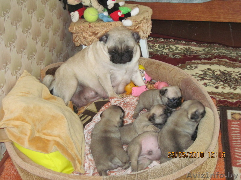 щенки породы мопс - Изображение #3, Объявление #34299