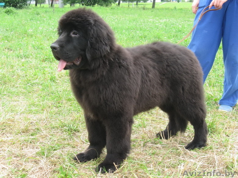 Ньюфаундленда щенки черного окраса - Изображение #2, Объявление #49710