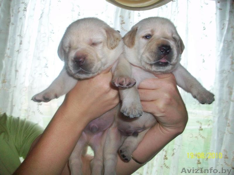 Лабрадора ретривера щенки - Изображение #1, Объявление #71040