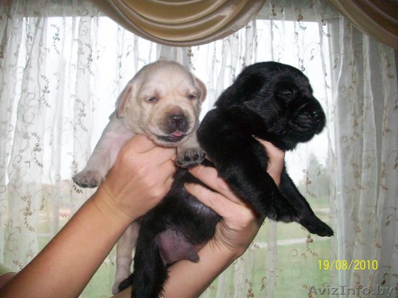 Лабрадора ретривера щенки - Изображение #2, Объявление #71040