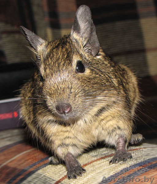 Продам чилийскую белочку дегу.   - Изображение #1, Объявление #79767