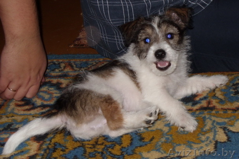 Отдам щенка в хорошие руки. - Изображение #1, Объявление #92706