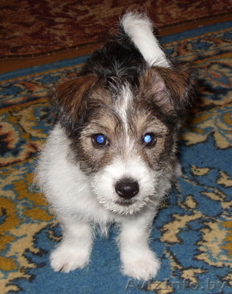 Отдам щенка в хорошие руки. - Изображение #2, Объявление #92706