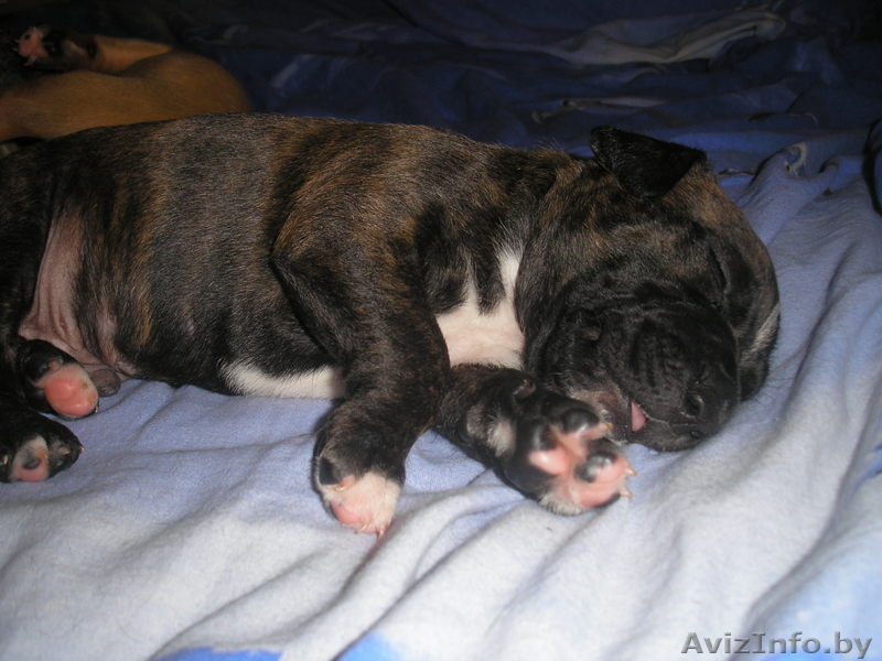 Пит - Изображение #3, Объявление #95396