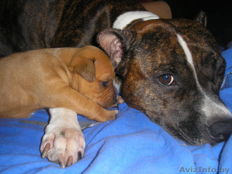 Пит - Изображение #4, Объявление #95396